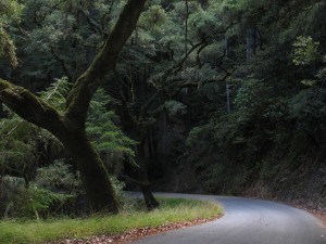 mossy tree